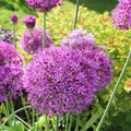 Allium