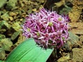 Allium elburzense flower