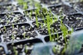 Allium family seedling tray with onion, leek, chives, shallots and garlic chives Royalty Free Stock Photo