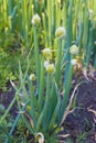 Allium fistulosum or Welsh onion