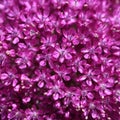 Allium flower background Royalty Free Stock Photo