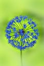 Allium flower Royalty Free Stock Photo