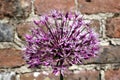 Allium flower against a brick wall background Royalty Free Stock Photo