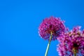 Allium Flower Blooming With Blue Sky Background