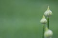 Allium flower buds with rain drops. Royalty Free Stock Photo