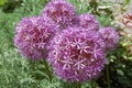 Allium purple bulbs. Royalty Free Stock Photo