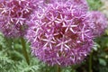 Allium purple bulbs. Royalty Free Stock Photo