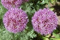 Allium purple bulbs. Royalty Free Stock Photo