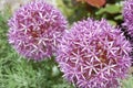 Allium purple bulbs. Royalty Free Stock Photo