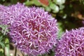 Allium purple bulbs. Royalty Free Stock Photo