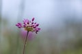 Wet Allium flower close up view Royalty Free Stock Photo