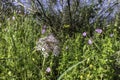 Allium flower head with a snail in a flowering meadow