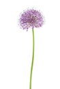 Allium flower of lilac color isolated on white background Royalty Free Stock Photo