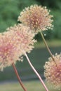 Allium Flower Seed Head