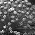 Allium flower - Square - 3