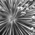 Allium flower - Square - 2