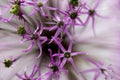 Allium flower violet abstract macro bloom