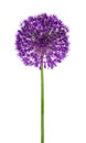 Allium flower on a white background Royalty Free Stock Photo