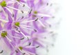 Allium flower on the white background  closup Royalty Free Stock Photo