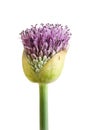 Allium flowerbud isolated Royalty Free Stock Photo