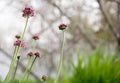 Allium flowers