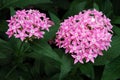 Allium Flowers