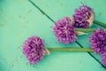 Allium flowers bouquet in a stylish metal decorative vase. Shallow depth of field Royalty Free Stock Photo