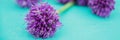 Allium flowers bouquet in a stylish metal decorative vase. Shallow depth of field Royalty Free Stock Photo