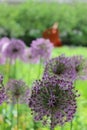 Allium Flowers in Chicago