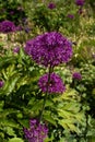 Allium flowers in Hermannshof gardens Royalty Free Stock Photo