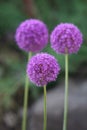 Allium Giganteum Royalty Free Stock Photo