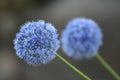 Allium Giganteum Royalty Free Stock Photo