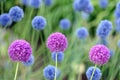 Allium Giganteum Royalty Free Stock Photo