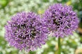 Allium giganteum Royalty Free Stock Photo