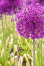 Allium giganteum