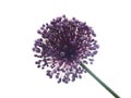 Allium Giganteum Royalty Free Stock Photo