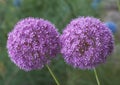 Allium Giganteum