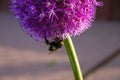 Allium Giganteum Royalty Free Stock Photo