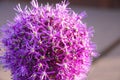 Allium Giganteum Royalty Free Stock Photo