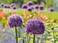 Allium giganteum, decorative garlic. Royalty Free Stock Photo