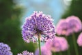 Allium Giganteum featured with pleasing bokeh