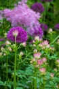 Allium giganteum flower, also called giant onion Allium. They bloom in the early summer and make an architectural statement. Royalty Free Stock Photo