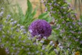 Allium giganteum flower covered in bees, giant onion Allium. They bloom in the early summer and make an architectural statement. Royalty Free Stock Photo