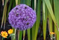 Allium giganteum flower covered in bees, giant onion Allium. They bloom in the early summer and make an architectural statement. Royalty Free Stock Photo