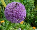 Allium giganteum flower covered in bees, giant onion Allium. They bloom in the early summer and make an architectural statement. Royalty Free Stock Photo