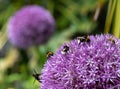 Allium giganteum flower covered in bees, giant onion Allium. They bloom in the early summer and make an architectural statement. Royalty Free Stock Photo