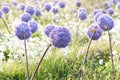 Allium giganteum flower heads giant onion Allium, The flowers bloom in the early summer morning, Field full of pink alliums, Royalty Free Stock Photo