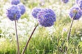 Allium giganteum flower heads giant onion Allium, The flowers bloom in the early summer morning, Field full of pink alliums, Royalty Free Stock Photo