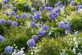 Allium giganteum flower heads giant onion Allium, The flowers bloom in the early summer morning, Field full of pink alliums, Royalty Free Stock Photo