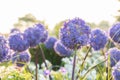 Allium giganteum flower heads giant onion Allium, The flowers bloom in the early summer morning, Field full of pink alliums, Royalty Free Stock Photo